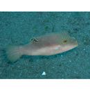 Canthigaster compressa (Proce, 1822)