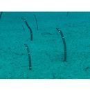 Heteroconger cobra Bohlke & Randall, 1981