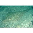 Rhinobatos schlegelii Muller et Henle, 1841