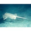 Dasyatis akajei (Muller et Henle, 1841)