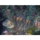 Gymnothorax kidako (Temminck et Schlegel, 1847)