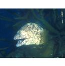 Gymnothorax kidako (Temminck et Schlegel, 1847)