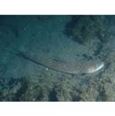 Saurida macrolepis Tanaka, 1917