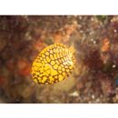 Monocentris japonica (Houttuyn, 1782)