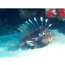 Pterois volitans (Linnaeus, 1758)