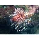 Pterois antennata (Bloch, 1787)