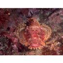 Scorpaenopsis cirrosa (Thunberg, 1793)