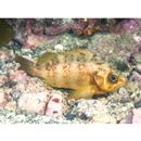 Sebastes inermis Cuvier, 1829