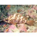 Sebastes inermis Cuvier, 1829