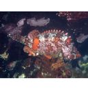 Sebastes hubbsi (Matsubara, 1937)