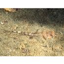 Thysanophrys celebica (Bleeker, 1854)