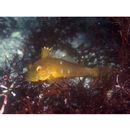 Pseudoblennius percoides Gunther, 1861