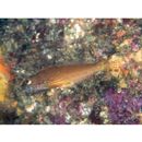 Pseudoblennius percoides Gunther, 1861