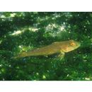 Pseudoblennius percoides Gunther, 1861