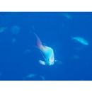 Pseudanthias squamipinnis (Peters, 1855)