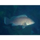 Epinephelus areolatus (Forsskal, 1775)