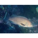Epinephelus areolatus (Forsskal, 1775)