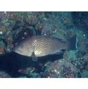 Epinephelus areolatus (Forsskal, 1775)