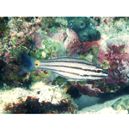 Cheilodipterus quinquelineatus Cuvier, 1828