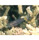 Cheilodipterus intermedius Gon, 1993