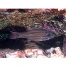 Ostorhinchus doederleini (Jordan et Snyder, 1901)