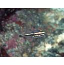 Ostorhinchus endekataenia (Bleeker, 1852)