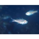 Ostorhinchus notatus (Houttuyn, 1782)