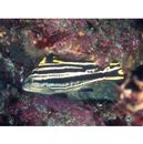 Diagramma pictum (Thunberg, 1792)