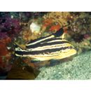 Diagramma pictum (Thunberg, 1792)