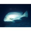 Diagramma pictum (Thunberg, 1792)