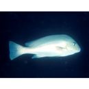 Diagramma pictum (Thunberg, 1792)