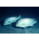 Diagramma pictum (Thunberg, 1792)