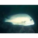 Diagramma pictum (Thunberg, 1792)