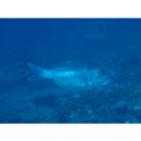 Monotaxis grandoculis (Forsskal, 1775)