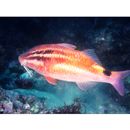 Parupeneus spilurus (Bleeker, 1854)