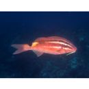 Parupeneus spilurus (Bleeker, 1854)