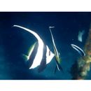 Heniochus acuminatus (Linnaeus, 1758)