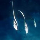 Heniochus acuminatus (Linnaeus, 1758)