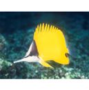 Forcipiger flavissimus Jordan et McGregor, 1898