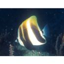 Coradion altivelis McCulloch, 1916