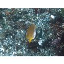 Chaetodon auripes Jordan et Snyder, 1901