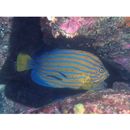 Labroides dimidiatus (Valenciennes, 1839)