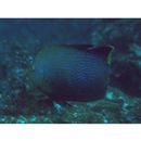 Chaetodontoplus chrysocephalus (Bleeker, 1854)