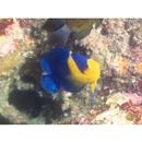 Paracentropyge venusta (Yasuda et Tominaga, 1969)