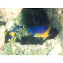 Paracentropyge venusta (Yasuda et Tominaga, 1969)