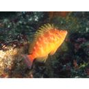 Cirrhitichthys aureus (Temminck et Schlegel, 1843)