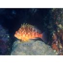 Cirrhitichthys aureus (Temminck et Schlegel, 1843)