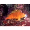 Cirrhitichthys aureus (Temminck et Schlegel, 1843)