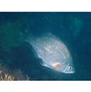 Ditrema temminckii pacificum Katafuchi et Nakabo, 2007