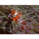 Amphiprion ocellaris Cuvier, 1830